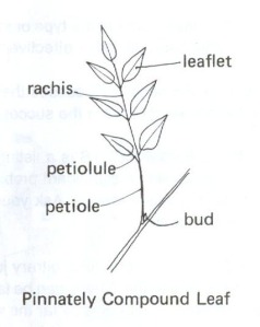 Compound Leaf