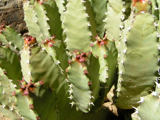 Euphorbia resinifera